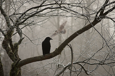 silhouette photo of bird on wither tree thumbnail
