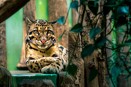 brown leopard sitting beside trees thumbnail