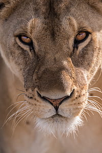 shallow focus photography of lioness thumbnail