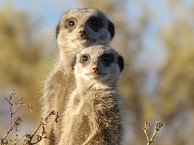 two brown animals thumbnail