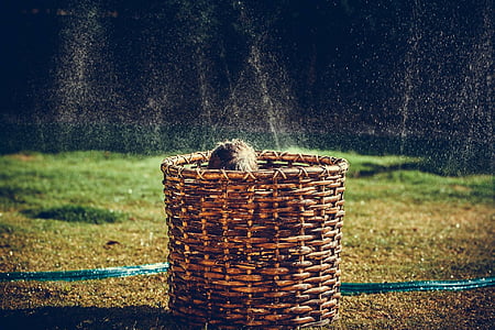 child hiding inside the brown basket on grass field during daytime thumbnail