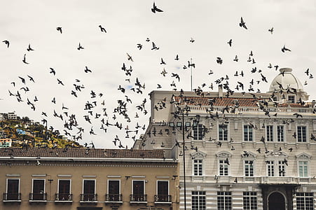 flock of pigeons flying near concrete building during daytime thumbnail