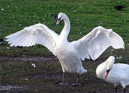 two white swan photo during day times thumbnail