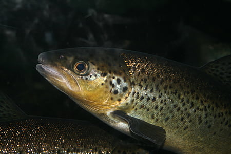 close-up photo of gray fish thumbnail