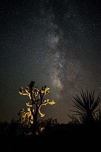green tree during night time thumbnail