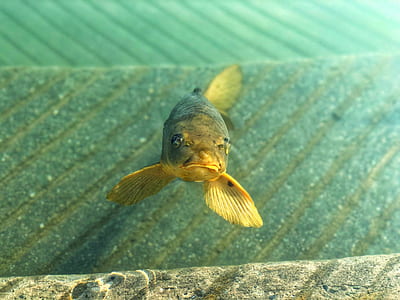 gray fish beside wall thumbnail