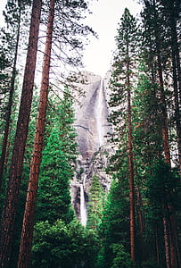 Landscape Photography of Green Trees and Water Falls thumbnail