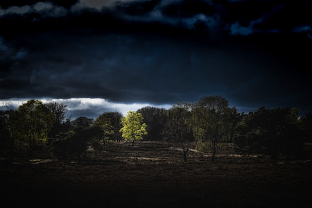 green leafed trees thumbnail