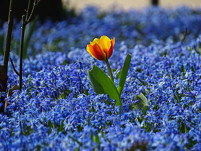 red and yellow tulip on blue glory of the snow field thumbnail