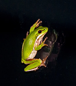 Eastern Sedge Frog thumbnail