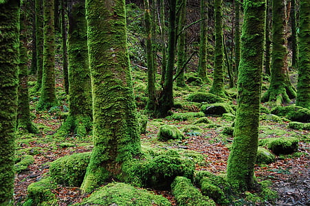 Photo of Trees Covered in Moss thumbnail