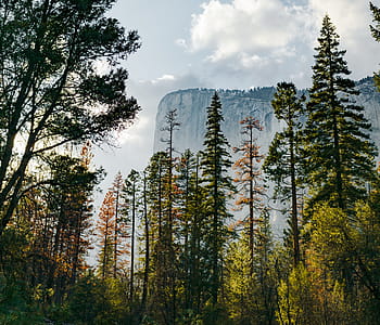 Tall Trees Taller Cliff Photo thumbnail
