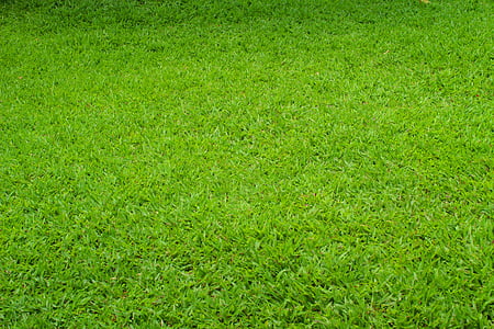 grass field thumbnail