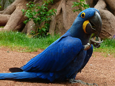 close up of blue parrot thumbnail