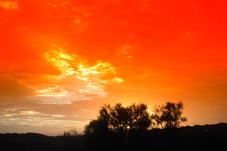 silhouette of trees thumbnail