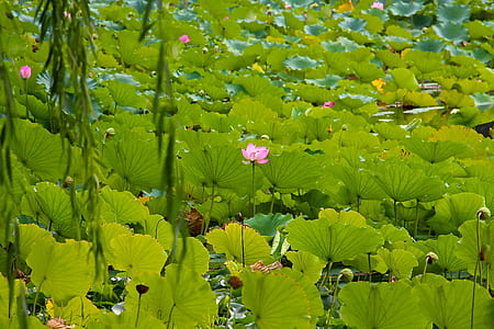 photo of pink water lilies flower at daytime thumbnail