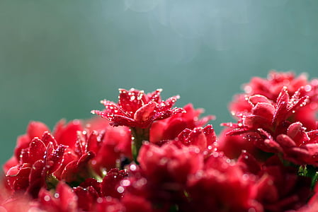 selective focus photography of dew on flowers thumbnail