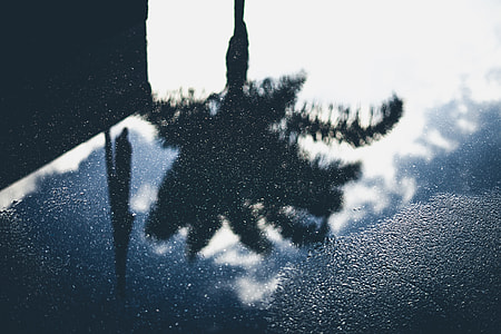 puddle reflection photo of tree silhouette thumbnail