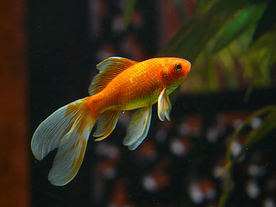 orange and gray fish thumbnail