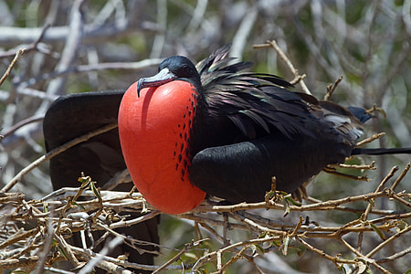 red and black bird perching on tree twigs thumbnail