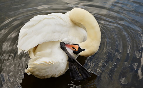 white swan in water during daytime thumbnail