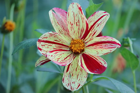 close-up photo of yellow and red dahlia flower thumbnail