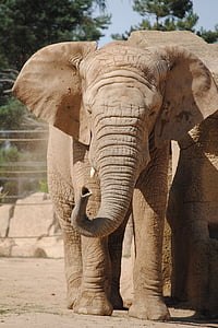 elephant standing on the ground thumbnail