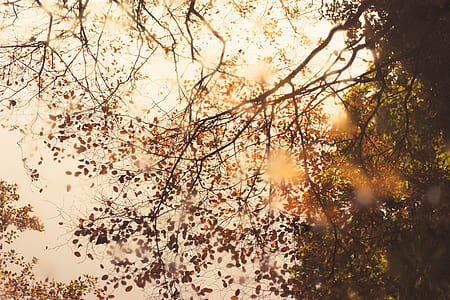 worm's-eye view photography of brown tree during sunset thumbnail