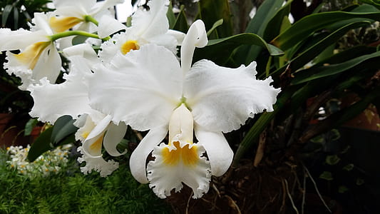 white cattleya flowers thumbnail