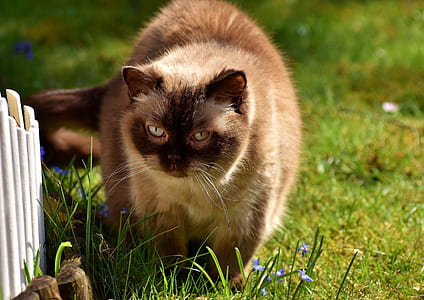 long-haired brown cat thumbnail