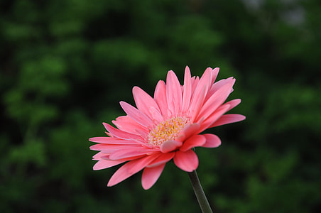 Gerbera Viridifolia, Perennial Plant thumbnail