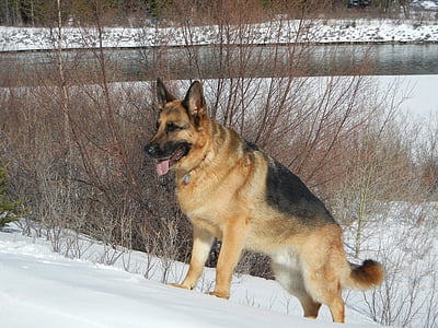 German shepherd showing tongue near lake thumbnail