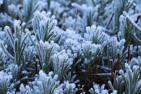 plants covered by snow thumbnail