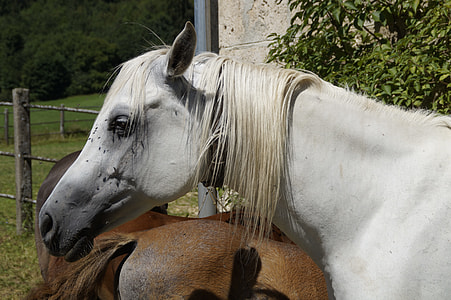 white horse thumbnail