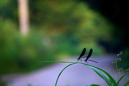 two black dragonflies on green linear leafed plant thumbnail