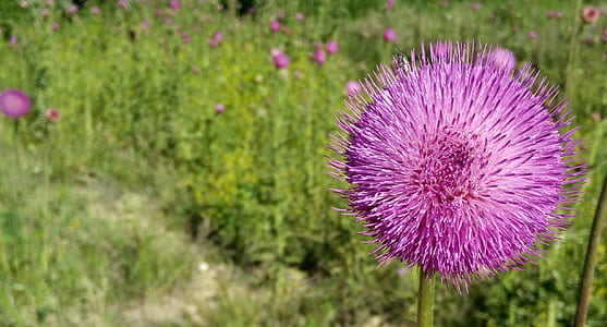 close up photo of purple thistle flower in bloom thumbnail