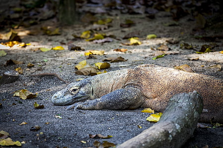 brown reptile thumbnail