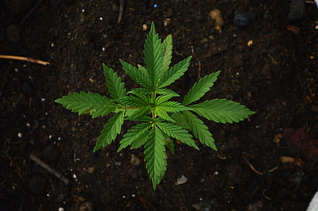 photo of green plant thumbnail