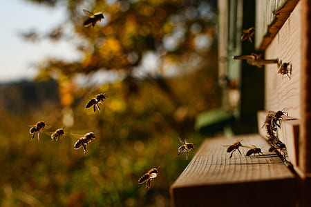 brown bees flying thumbnail