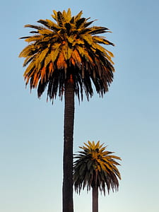 green leaf tree under blue sky during daytime photography thumbnail