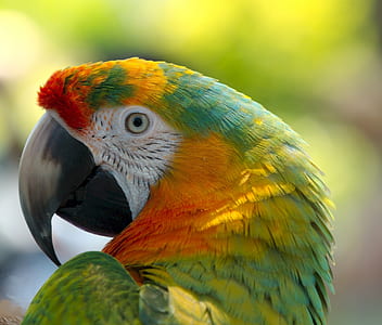 selective focus photography of green and orange parrot thumbnail