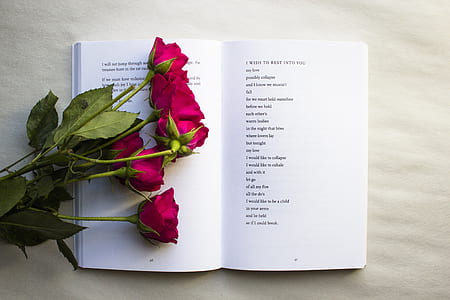 pink rose on white open book thumbnail
