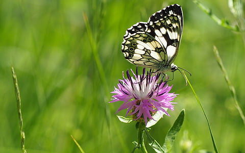 focus photo of marbled white butterfly perched on pink and white petaled flower thumbnail