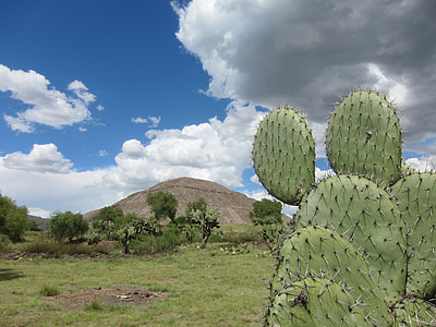 green cactus thumbnail