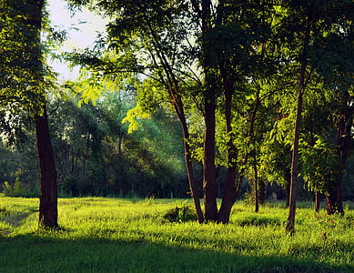 Green Forest Under White Sky during Daytime thumbnail