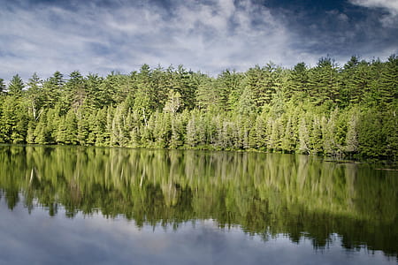 green trees with body of water during day time thumbnail