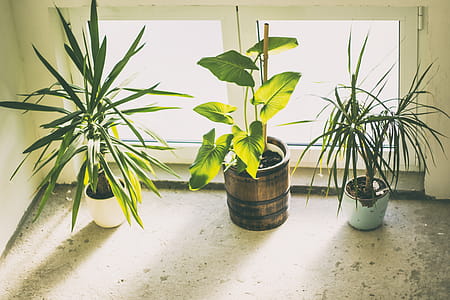 Three Green Potted Plants thumbnail