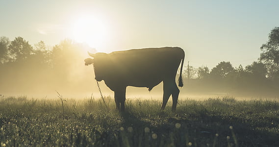 black cattle on green grass field at daytime thumbnail