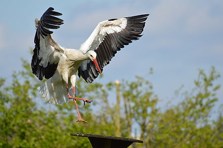 white and black bird fly on black metal stand during daytime thumbnail