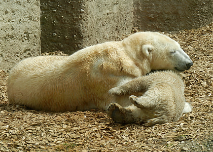 Polar Bear, Polar Bear Family thumbnail